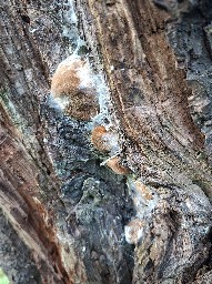 Phellinus pomaceus
