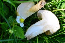 Calocybe gambosa