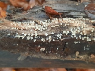 Helicogloea compressa
