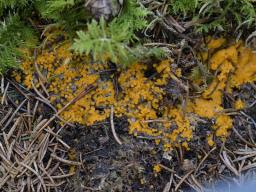 Byssonectria terrestris