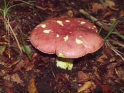 Butyriboletus regius