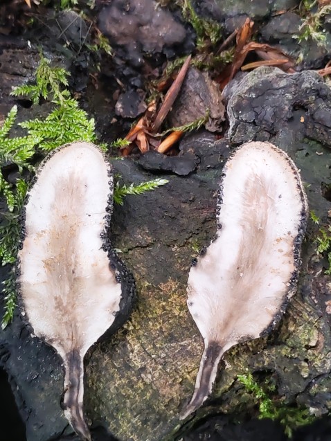 Xylaria polymorpha