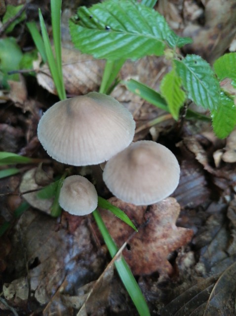 Mycena inclinata