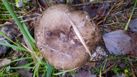 Russula nigricans