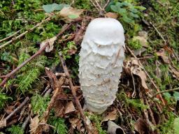 Coprinus comatus