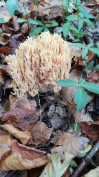 Ramaria flava