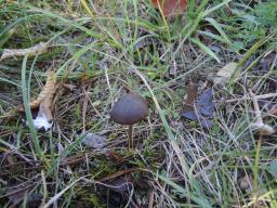 Entoloma hebes