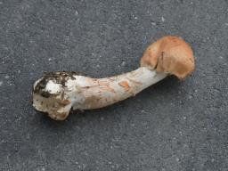 Cortinarius armillatus