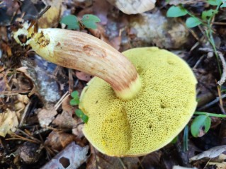 Xerocomus subtomentosus