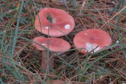 Russula sanguinaria