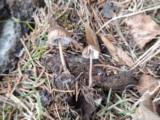 Mycena strobilicola