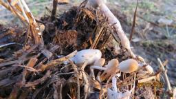 Coprinopsis cinerea