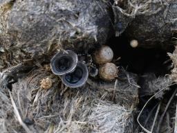 Cyathus stercoreus