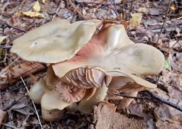Entoloma rhodopolium