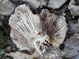 Russula delica