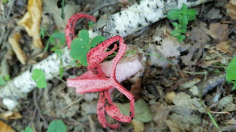 Clathrus archeri