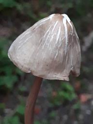 Marasmius wynneae