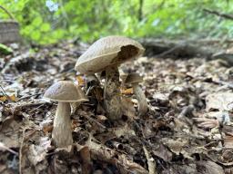Leccinellum pseudoscabrum