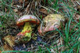 Rubroboletus rhodoxanthus