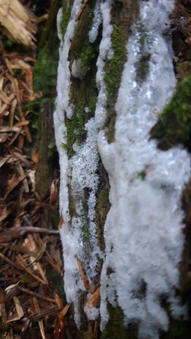 Ceratiomyxa fruticulosa