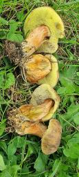 Hortiboletus bubalinus