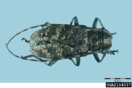 Monochamus galloprovincialis