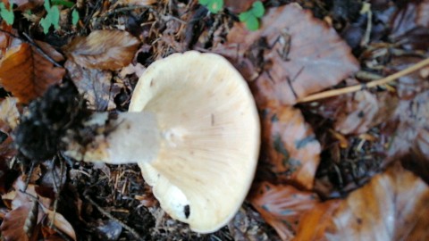 Lactifluus vellereus