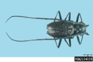 Monochamus sartor