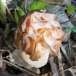 Morchella semilibera