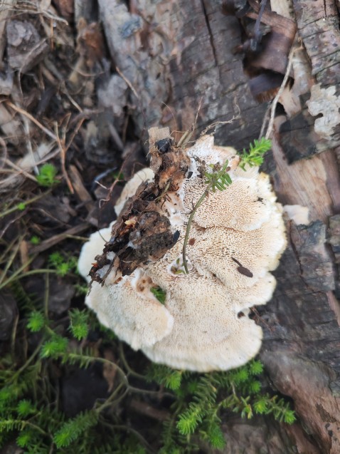 Abortiporus biennis