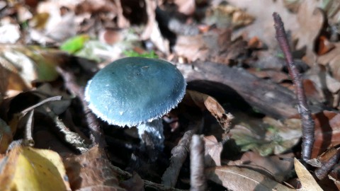 Stropharia aeruginosa