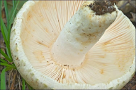 Russula virescens
