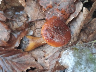 Armillaria cepistipes