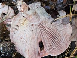 Hygrophorus erubescens