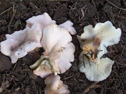 Calocybe carnea