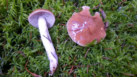 Cortinarius collinitus