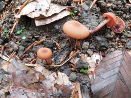 Laccaria bicolor