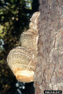 Fomitopsis officinalis