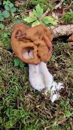 Gyromitra infula