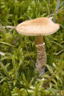 Cystoderma amianthinum