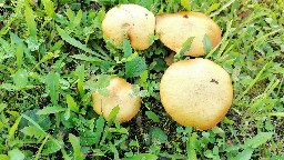 Suillus grevillei