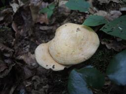 Lactarius acerrimus