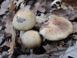 Cortinarius mucifluoides