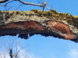 Sarcodontia setosa