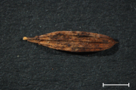 Uromyces pisi f. lathyri