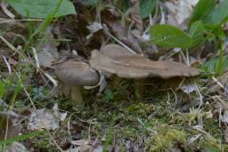 Lentinus substrictus