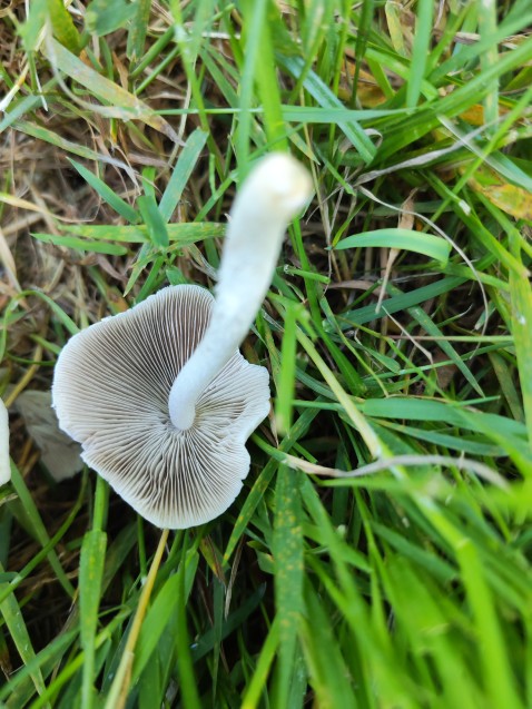 Candolleomyces candolleanus