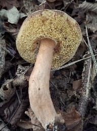 Gyroporus castaneus