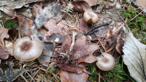 Rhizocybe pruinosa