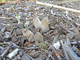 Coprinopsis lagopus